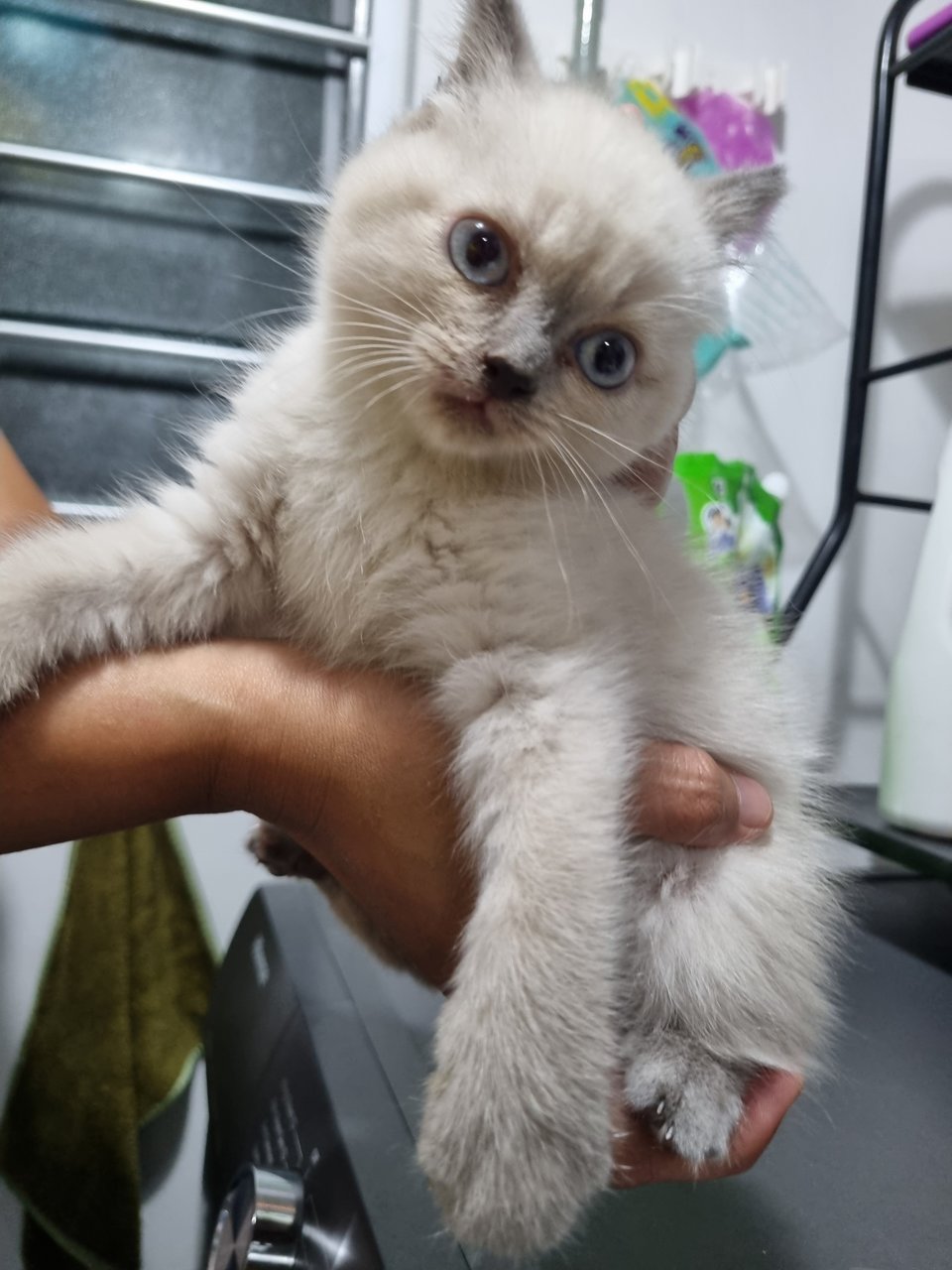 Comel &amp; Cute - British Shorthair + Domestic Short Hair Cat