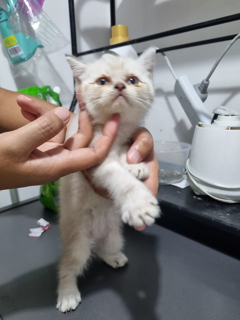 Comel &amp; Cute - British Shorthair + Domestic Short Hair Cat