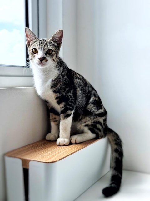 Marble - Domestic Short Hair Cat