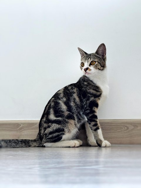 Marble - Domestic Short Hair Cat