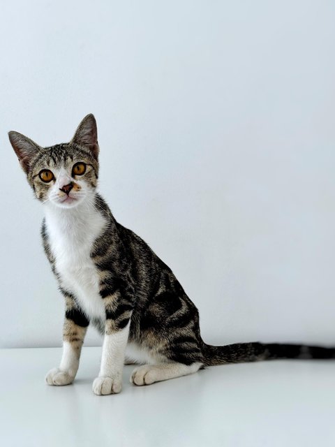 Marble - Domestic Short Hair Cat