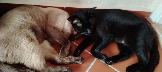 Luna And Cici - Siamese + Domestic Short Hair Cat