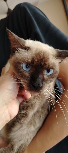 Luna And Cici - Siamese + Domestic Short Hair Cat