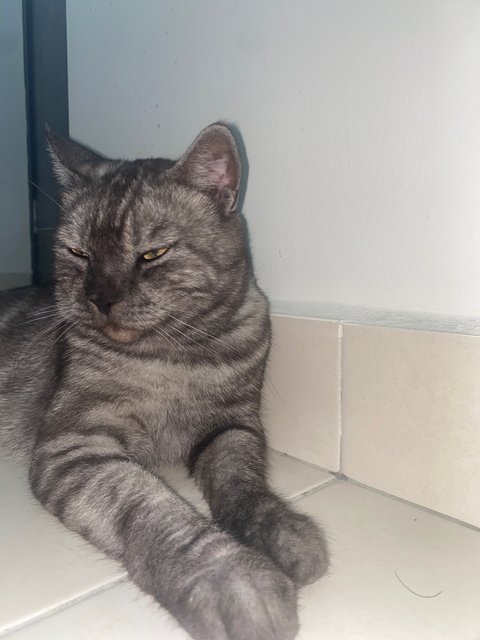 Casper - British Shorthair Cat