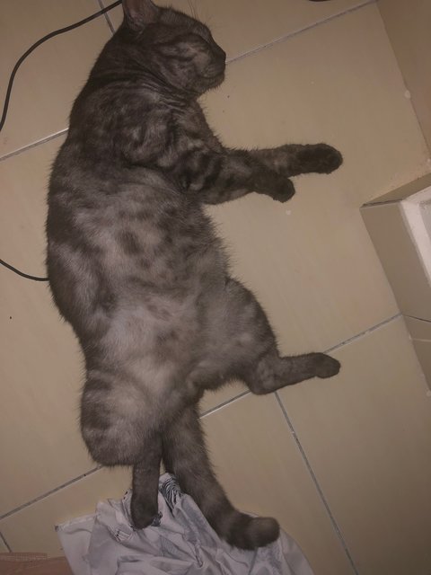 Casper - British Shorthair Cat