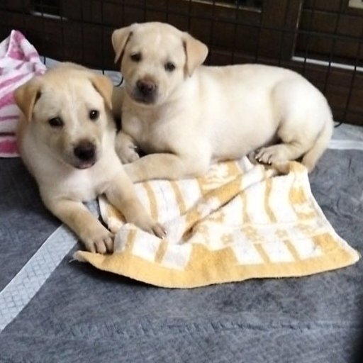 Spots - Labrador Retriever Mix Dog