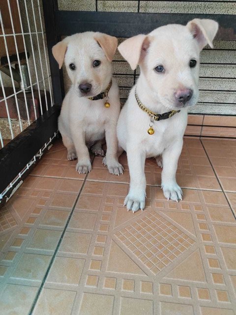 Spots - Labrador Retriever Mix Dog