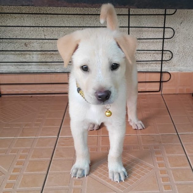 Spots - Labrador Retriever Mix Dog