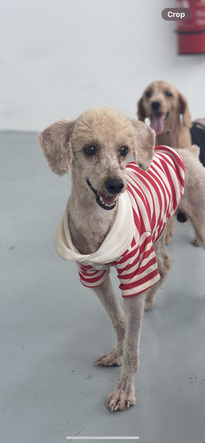 Sky Boy  - Poodle Dog