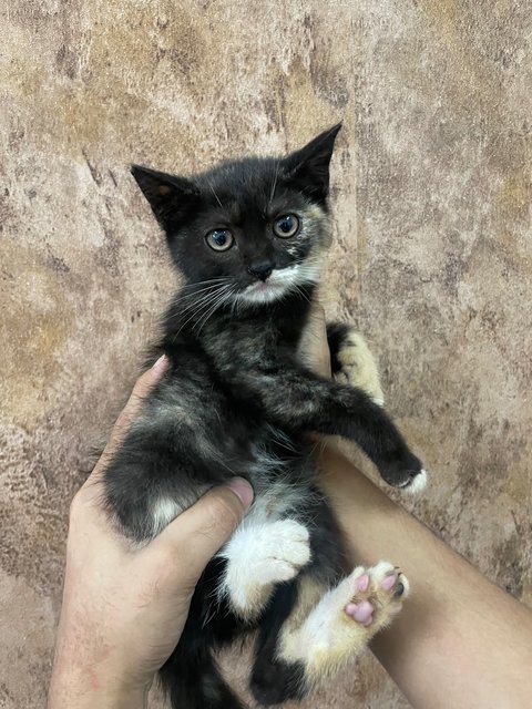 Cici - Scottish Fold + British Shorthair Cat