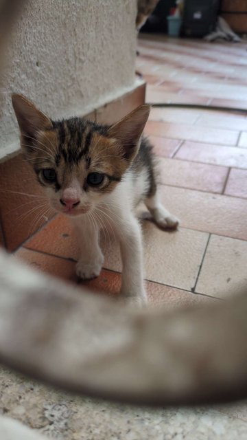 Coco - Domestic Short Hair + Domestic Long Hair Cat