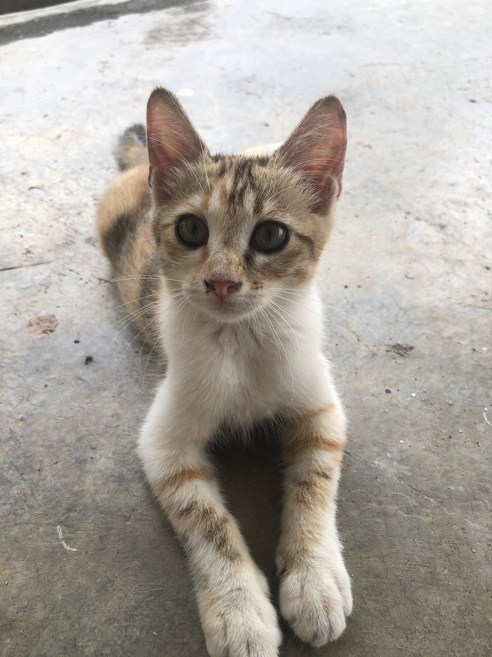 Loui/ Louis - Calico Cat