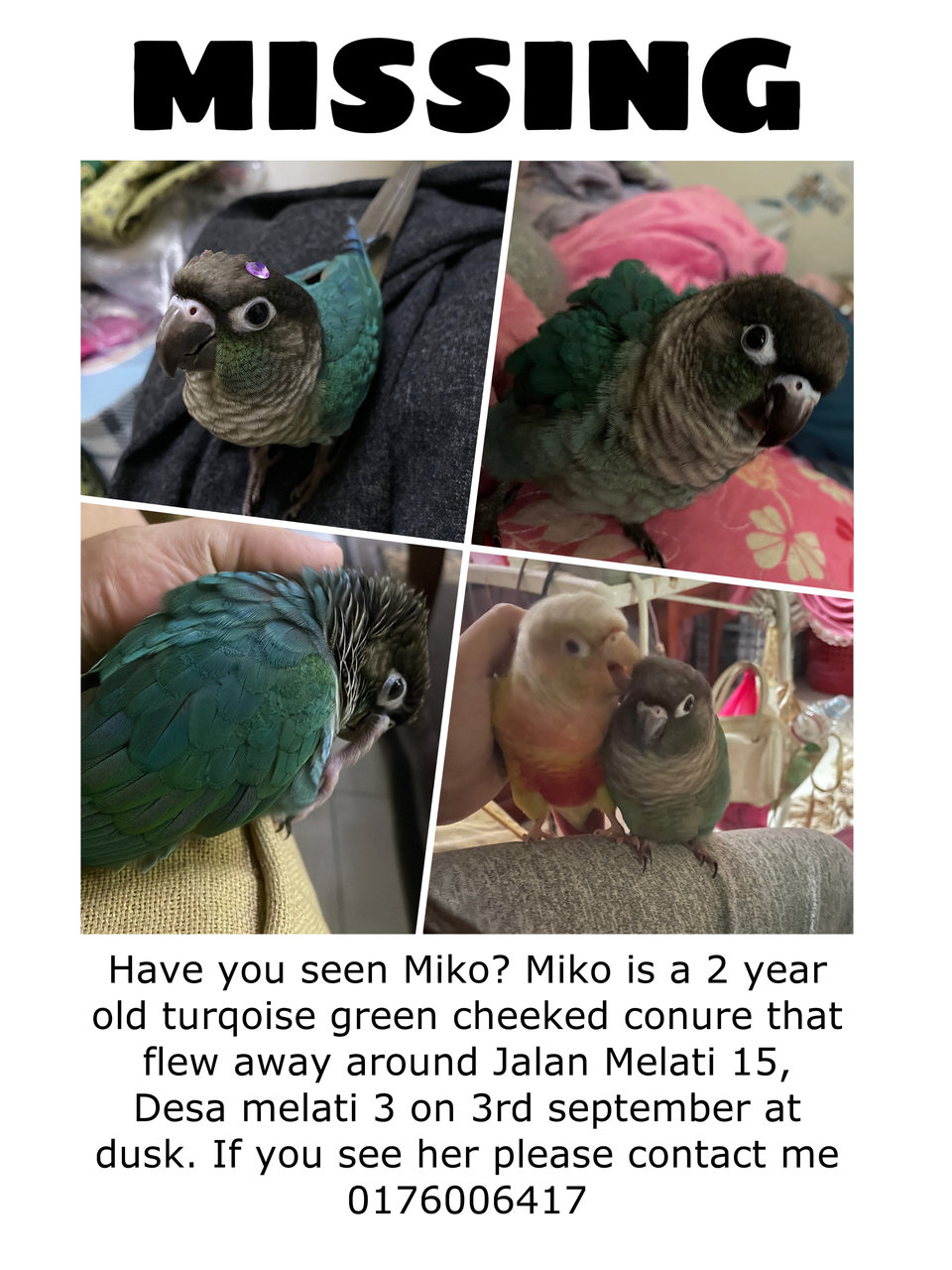 Miko - Conure Bird