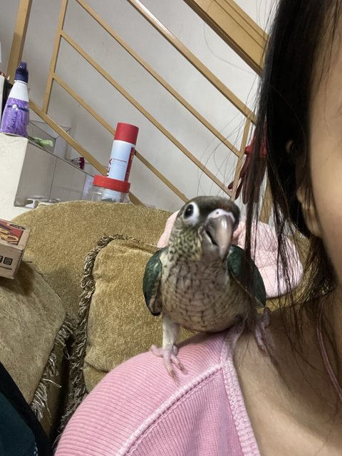 Miko - Conure Bird