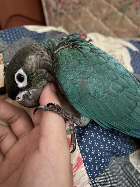 Miko - Conure Bird