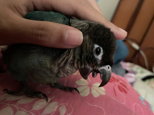 Miko - Conure Bird