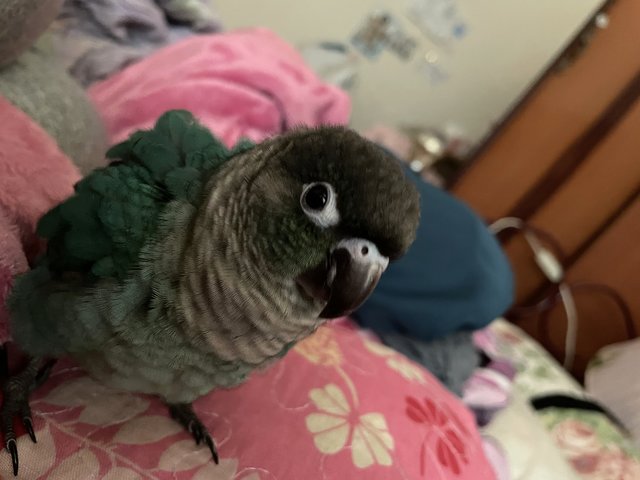 Miko - Conure Bird