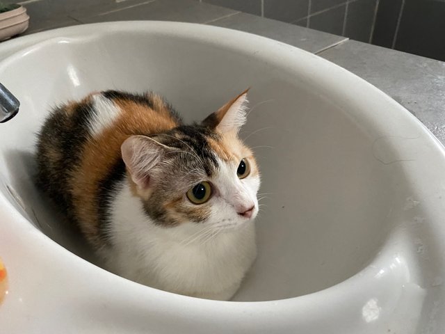 Panko - Calico Cat