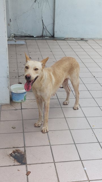 Goldie - Mixed Breed Dog