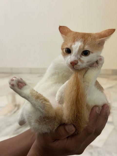 Golden  - Domestic Short Hair Cat