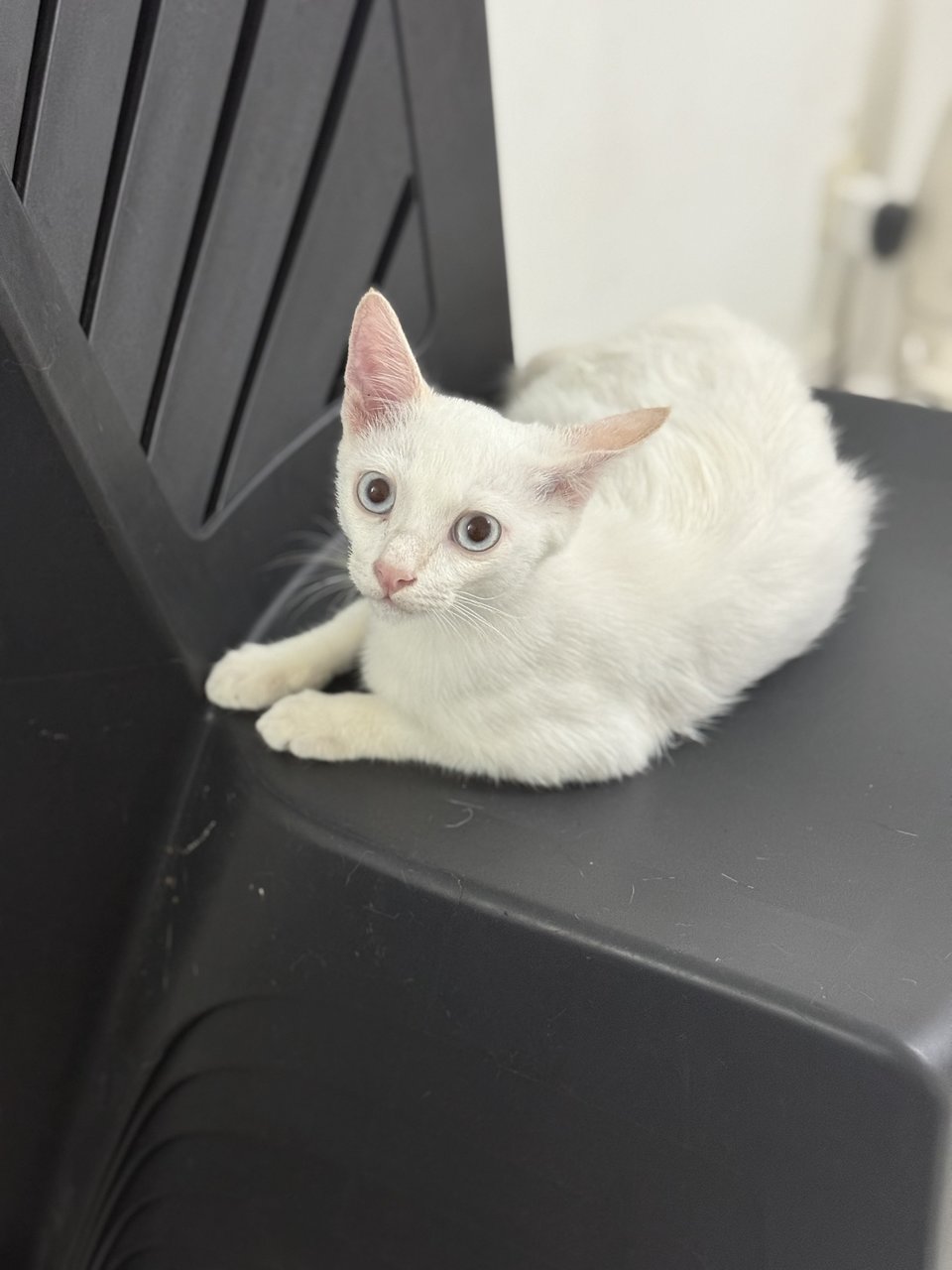 Whitey  - Domestic Short Hair Cat