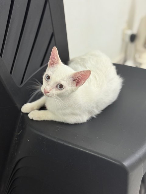 Whitey  - Domestic Short Hair Cat