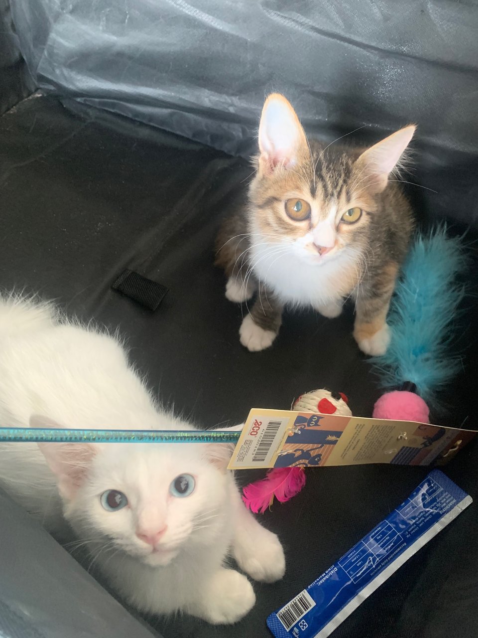 Snow - Tuxedo + Turkish Angora Cat