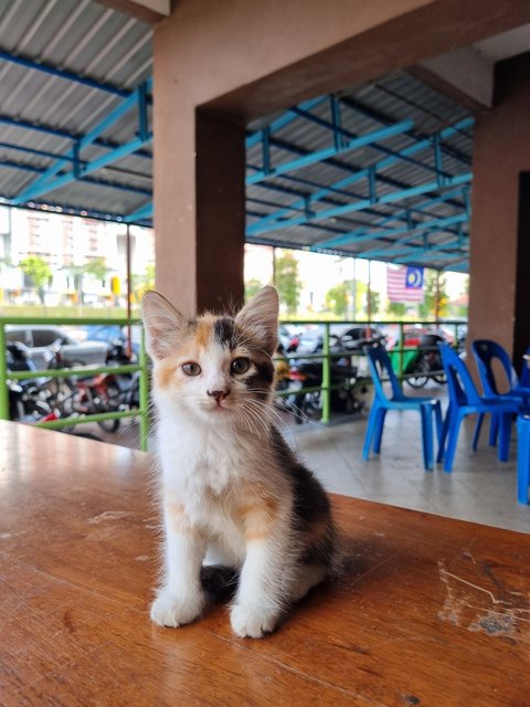 Qiqi - Calico Cat