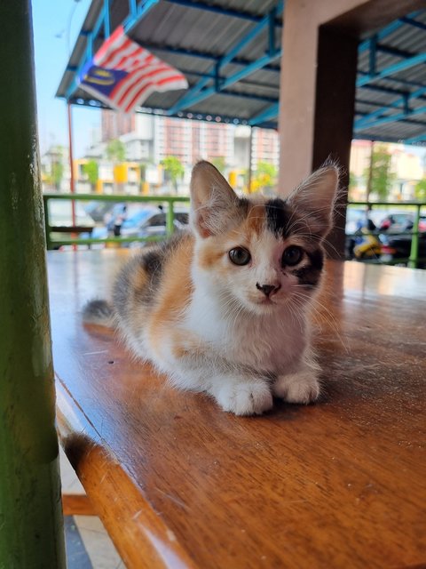 Qiqi - Calico Cat