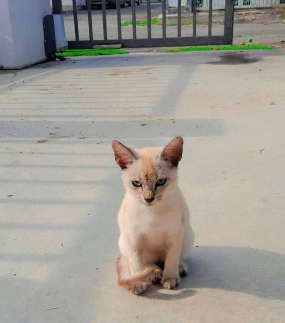 Mashimaro/shiro/macchiato - Domestic Medium Hair + Turkish Van Cat