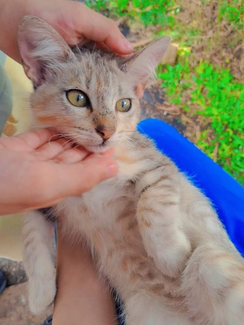 Mashimaro/shiro/macchiato - Domestic Medium Hair + Turkish Van Cat