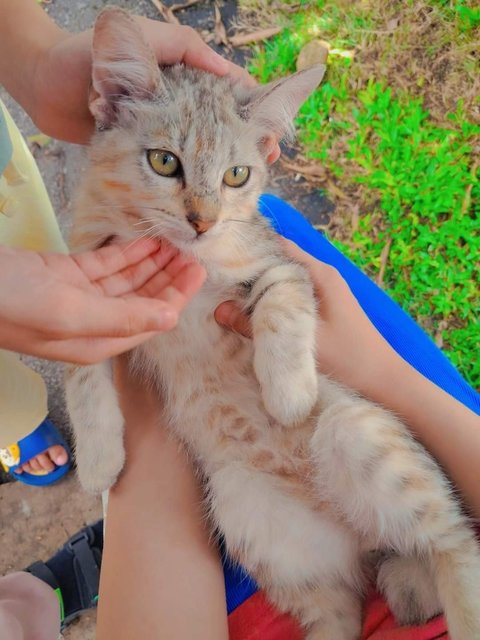 Mashimaro/shiro/macchiato - Domestic Medium Hair + Turkish Van Cat