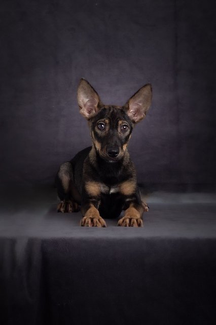 Cuties Puppies  - Mixed Breed Dog