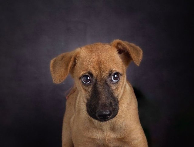 Cuties Puppies  - Mixed Breed Dog