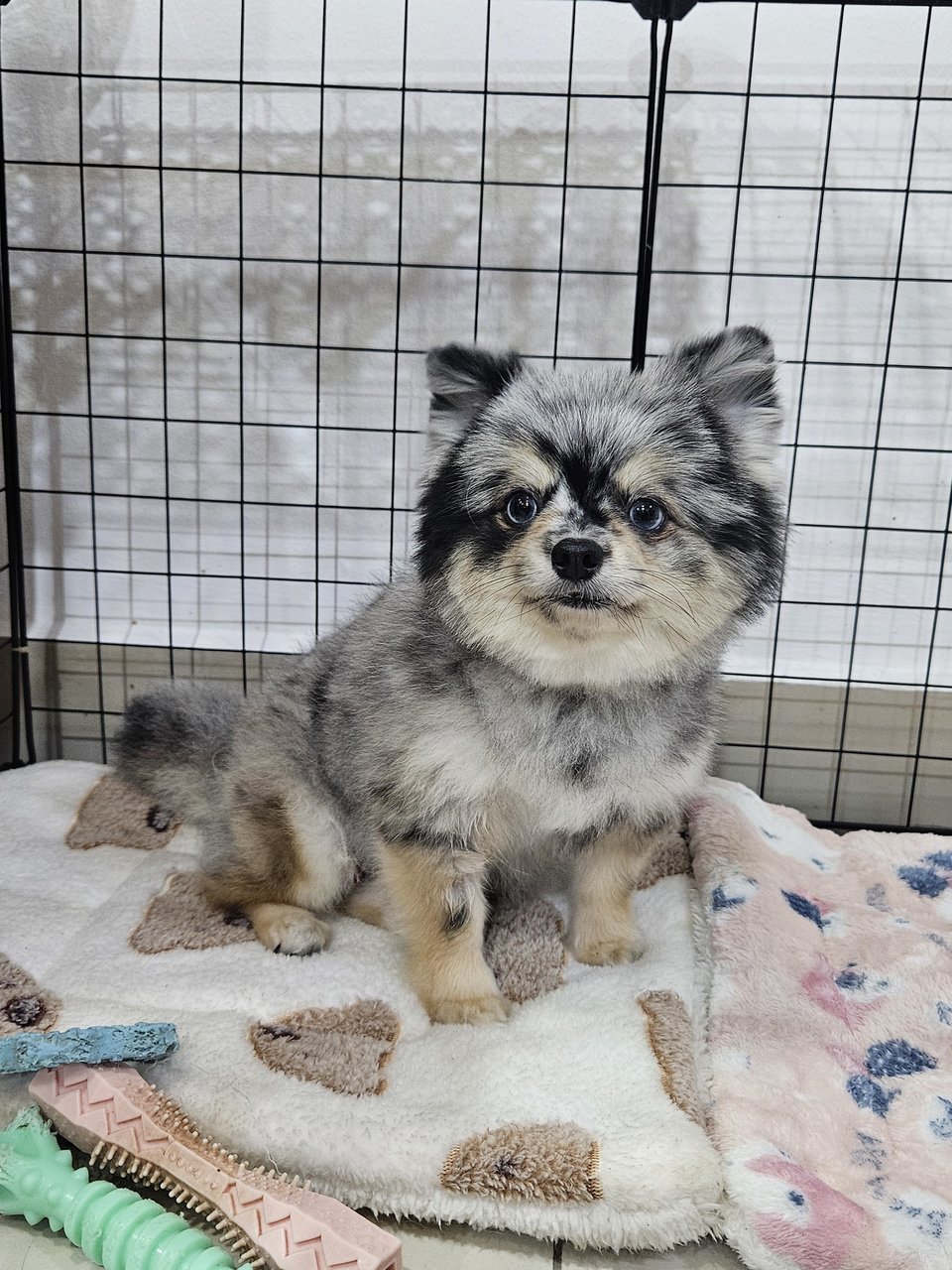 Minie-mo - Pomeranian Dog