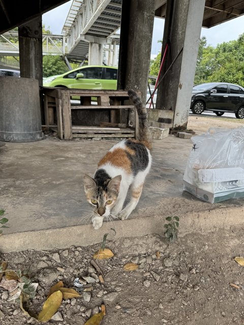 No Name (Stray Cat) - Domestic Short Hair Cat