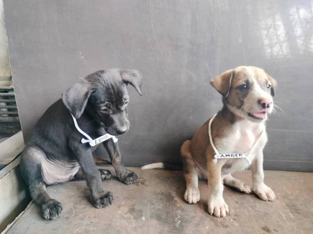 Luna, Pixie, Bella, Amber,rascal, Toffee - Mixed Breed Dog