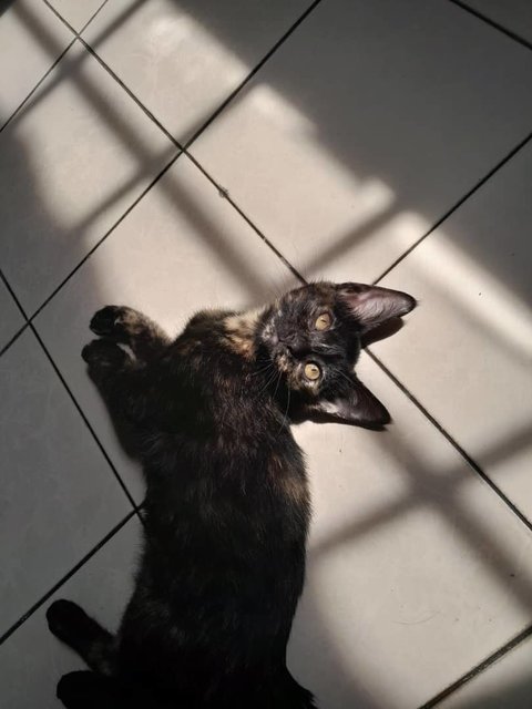 Dark-golden Kitten - Domestic Short Hair + Tortoiseshell Cat