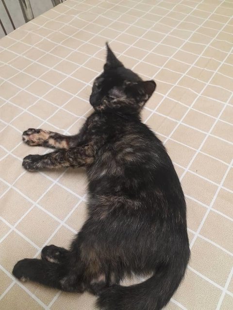 Dark-golden Kitten - Domestic Short Hair + Tortoiseshell Cat