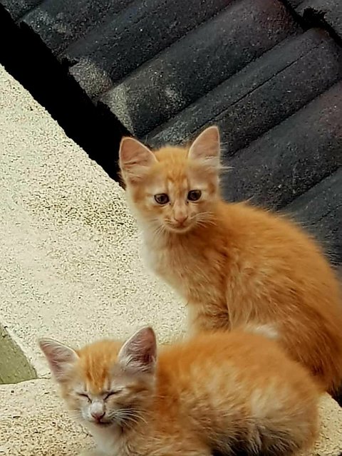 Roof Kitties 2 - Domestic Short Hair Cat