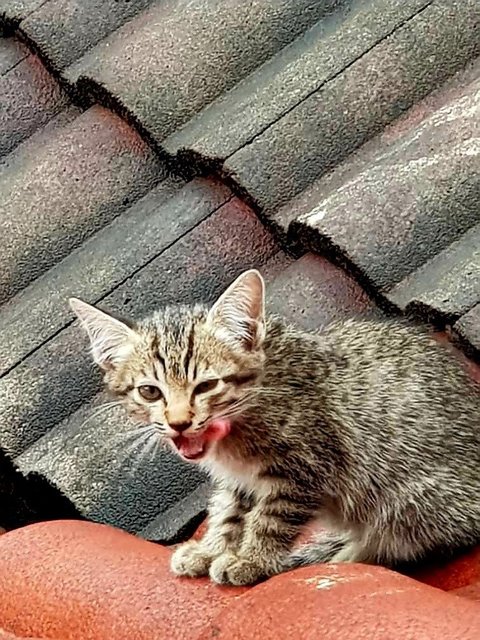 Roof Kitties 2 - Domestic Short Hair Cat