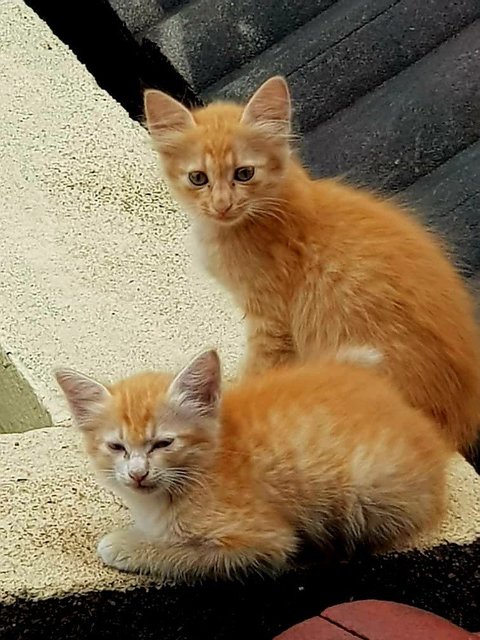 Roof Kitties 2 - Domestic Short Hair Cat