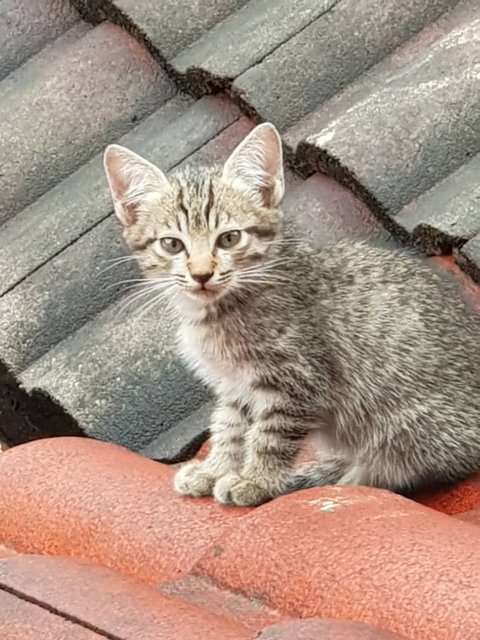 Roof Kitties 2 - Domestic Short Hair Cat