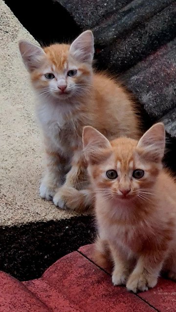 Roof Kitties 2 - Domestic Short Hair Cat