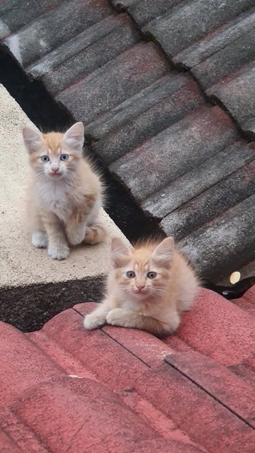 Roof Kitties 2 - Domestic Short Hair Cat