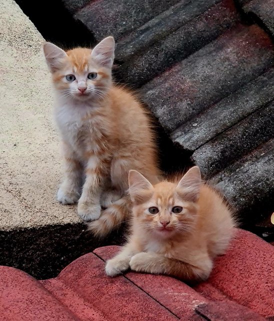 Roof Kitties 2 - Domestic Short Hair Cat