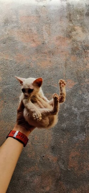 Baby - Domestic Short Hair Cat