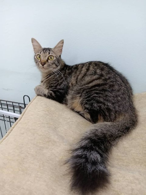 4 Kitten / Cats - Domestic Long Hair Cat
