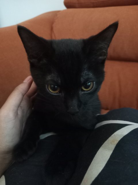 Burnt Toast &amp; Zabazee - Scottish Fold + Domestic Medium Hair Cat