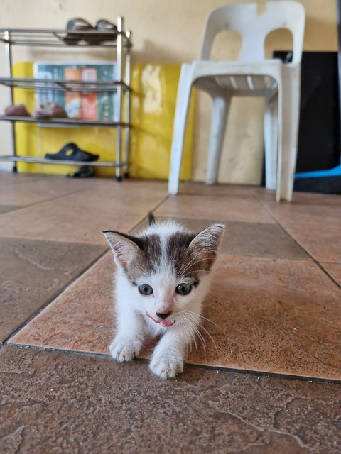 Eddie - Domestic Medium Hair Cat